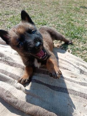 Belgian Melanoius puppies for sale 