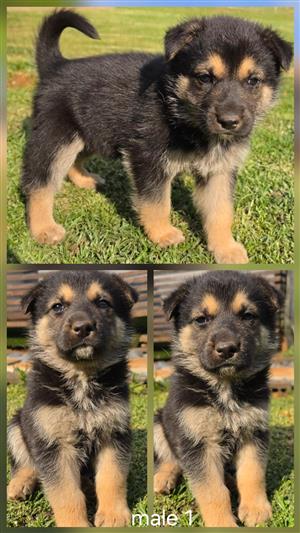 German shepherd puppies