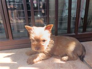 Female Yorkie puppy 