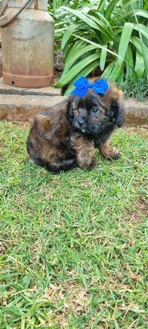 Gorgeous Shih /poo males available 