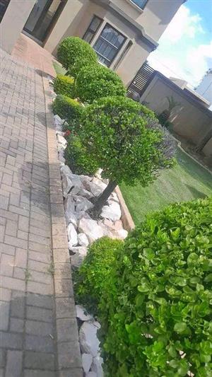 Dumprocks and crushes stones garden