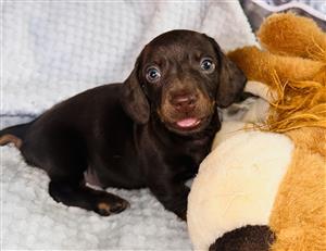Beautiful Purebred Chocolate and Tan Dachshund Puppies for sale