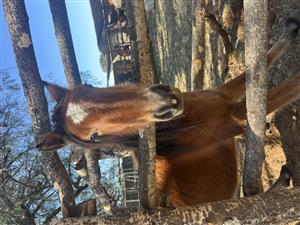 Horses for sale 
