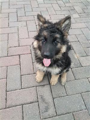 German Shepherd Puppies 