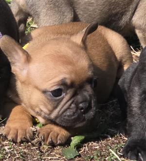 Stunning French bulldog puppies available