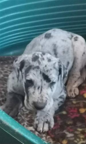 Gorgeous pedigree Giant breed Great Dane puppies available 