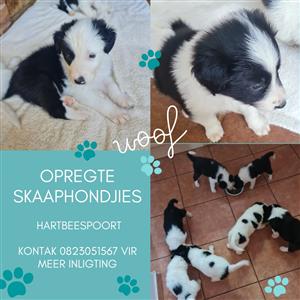 Border Collies Puppies - Baba Skaaphondjies