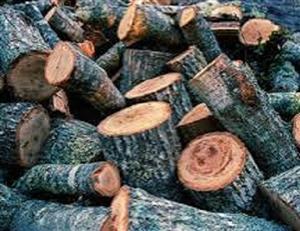 Stinkwood firewood available 