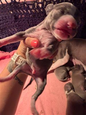 italian greyhound male