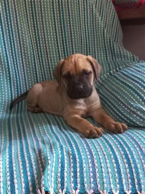 Beautiful,pure bred Bullmastiff puppies for sale
