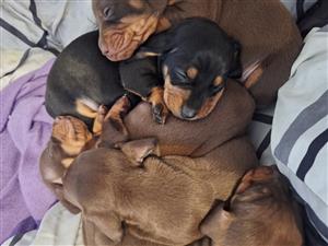  DACHSHUND PUPPIES FOR SALE  Worshondjies 