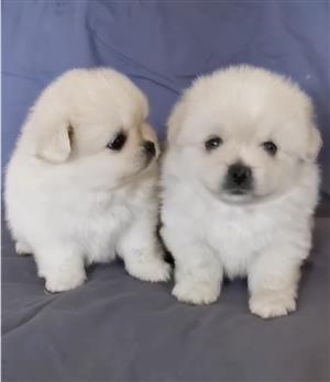 Pek-a-pom puppies 