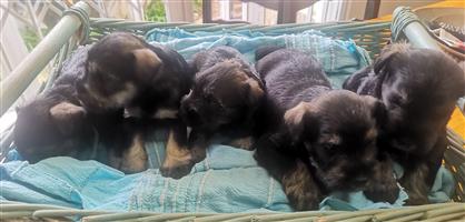 Miniature Schnauzer Puppies Looking for Their Forever Homes