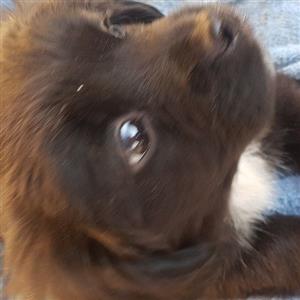 PeekaPoo puppy