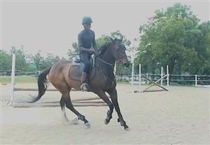 Gorgeous big and sweet tb gelding 