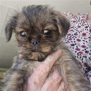 Chihuahua x Pug puppy