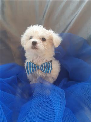 Adorable Maltese Poodle Puppies for Sale!