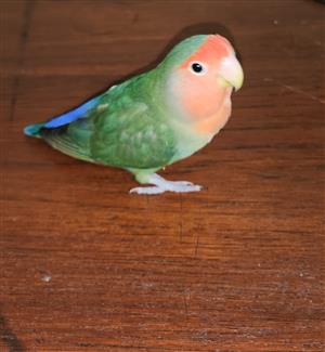 Lovebird for sale