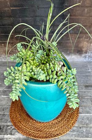 Burrows -Tail in a turquoise pot