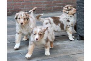 Australian shepherd puppies available for sale