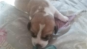 Short legged dachund cross jack Russell puppies.... available for good homes ...