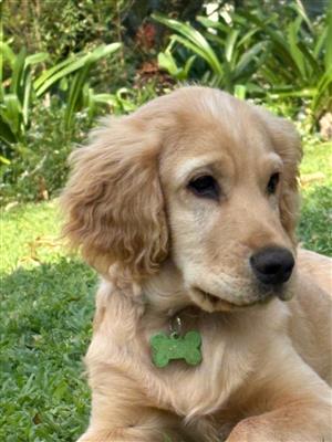 Spaniel and Golden retriever pups