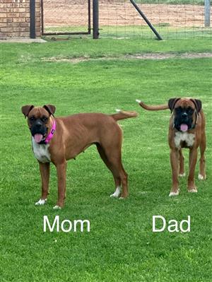 Boxer puppies
