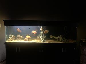 Full House Tank Including Fish and evrything included Tank Mesure - 70x600x2.5