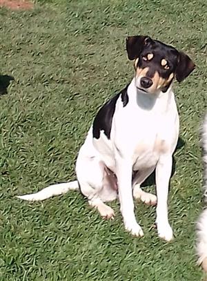Fox terrier 
