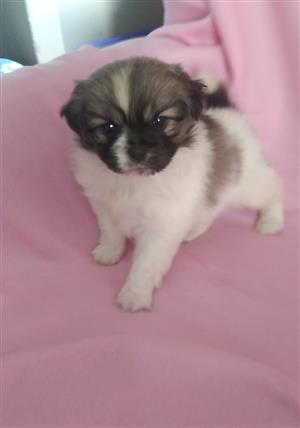 Yorknese puppy female