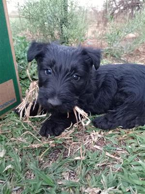 Scottish terriers