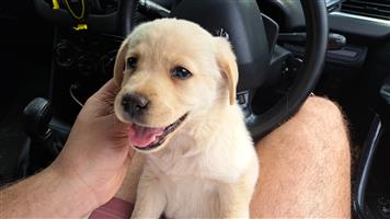 Labrador puppies
