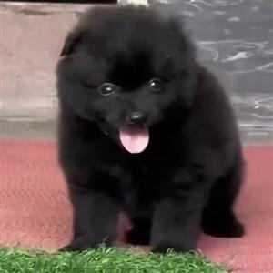Sweetest Toy Pom puppy