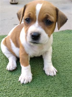 Jack Russell puppies 