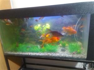 Fish tank with 30 gold and comment fishes for sale all included 