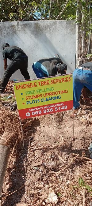 Knowle Tree services- tree felling,  stump uprooting,  plot/bush clearing 