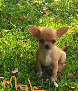 Chihuahua puppies 