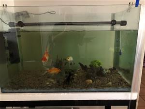 Black moor and goldfish with tank Florence light and pump for sale