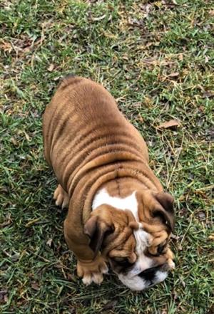 Beautiful English bulldog puppies available