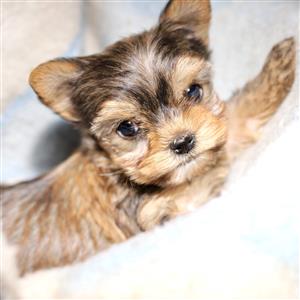 Yorkie Puppies 8 weeks old 