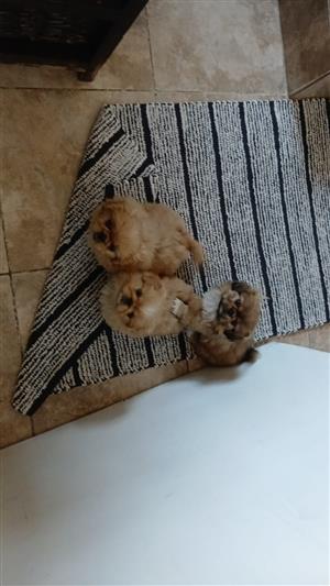 Pekingese puppies 