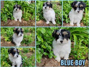 Morkie x Papillon male puppies available. 