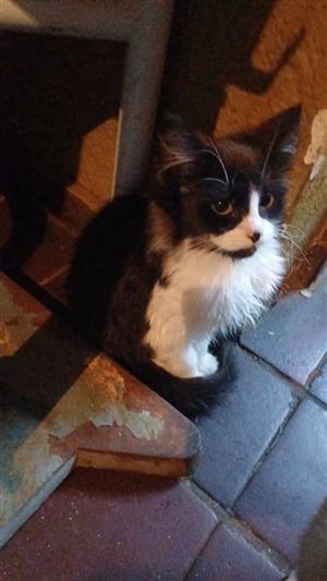 Maine Coon x kittens