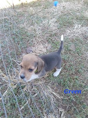 Tri-color BEAGLE puppies 
