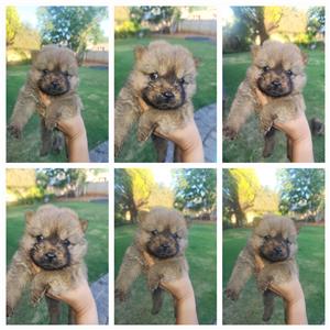 Female Chow chow puppy 6 weeks old. 