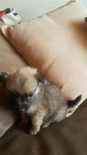 Mokie x jack Russell 