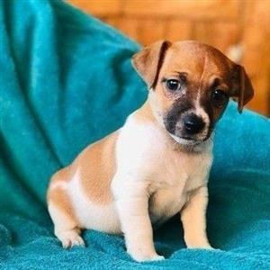 Miniature Jack Russell puppies 