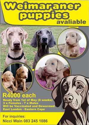Weimaraner Puppies 