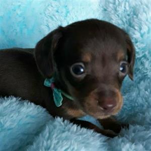 Beautiful miniature Dachshund puppies