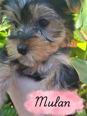 Yorkies for sale